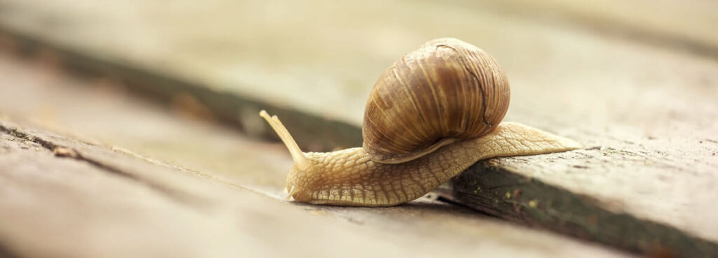 slow moving snail like a slow loading website