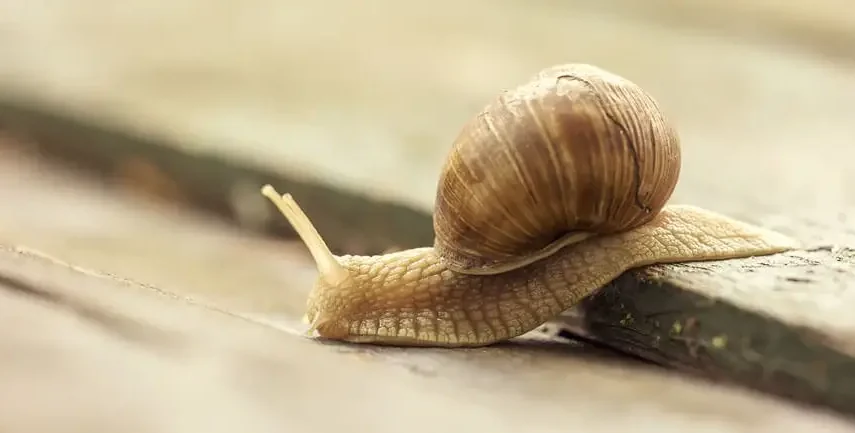 Snail going down small step banner for Essex digital marketing concept